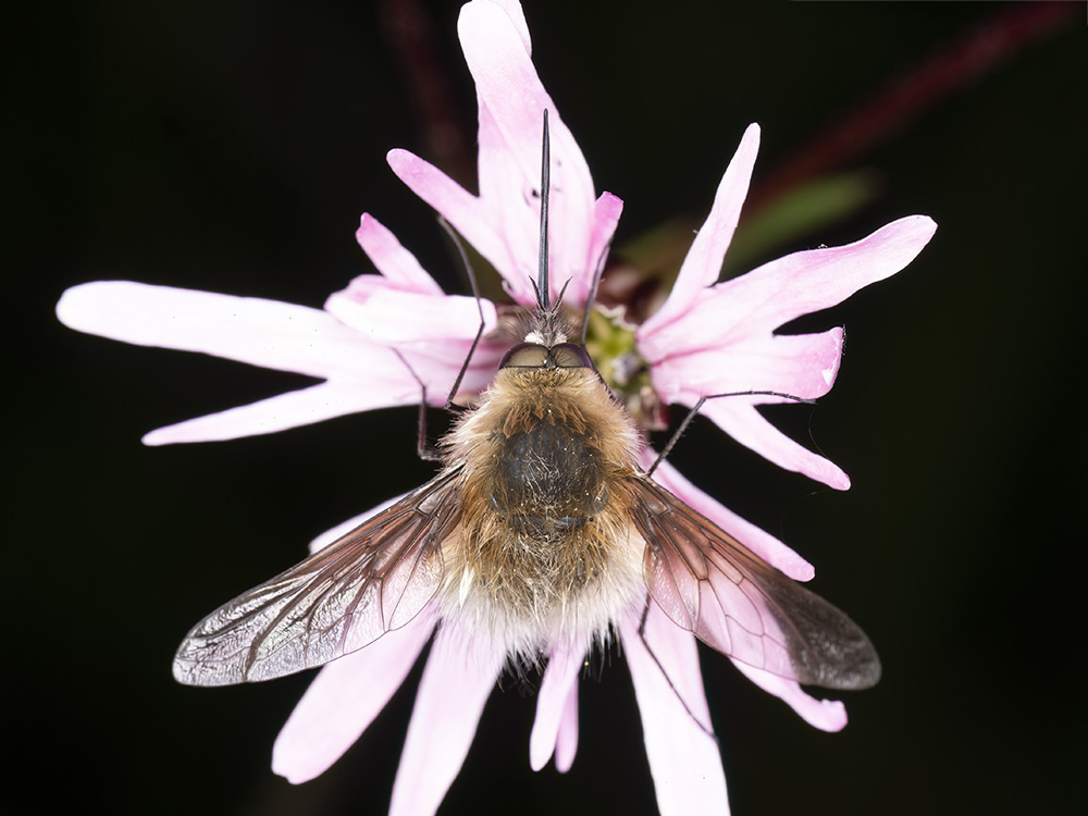 Bombylius sp. da indentificare